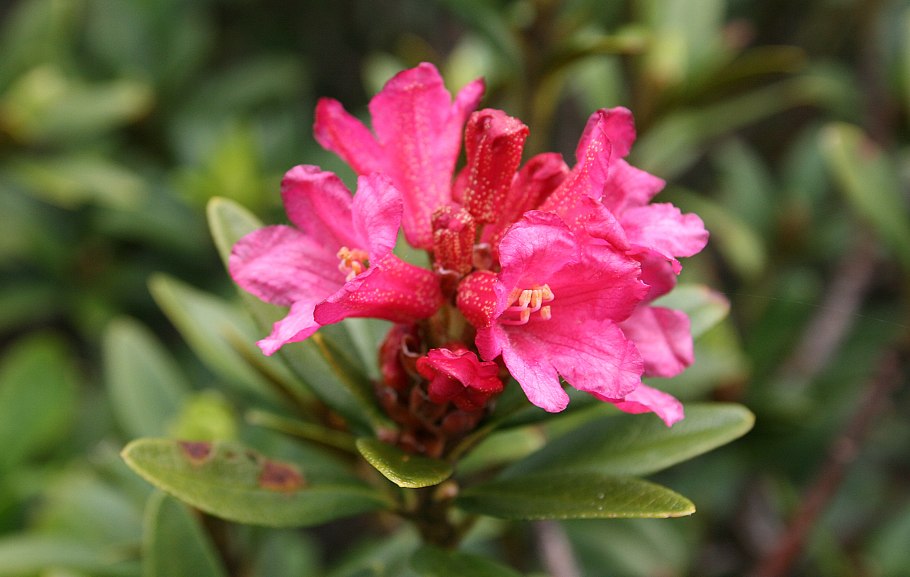 Rhododendron ferrugineum