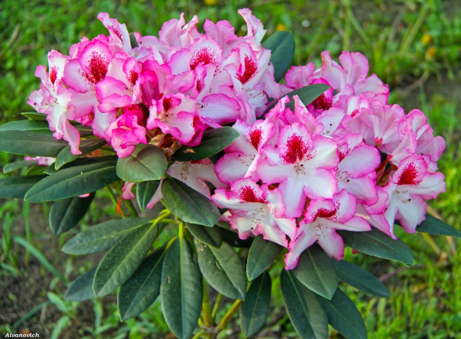 Rhododendron ferrugineum