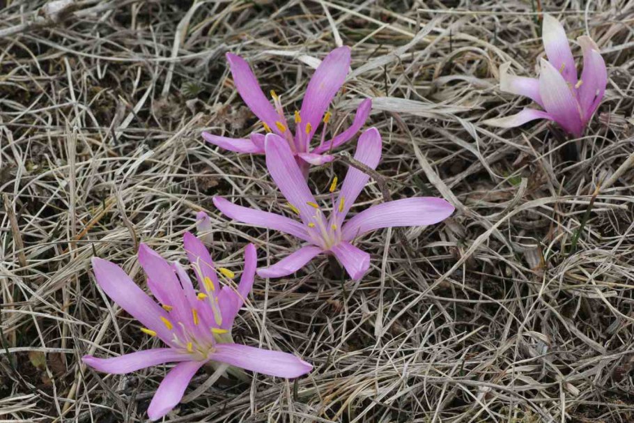 Androcymbium capense