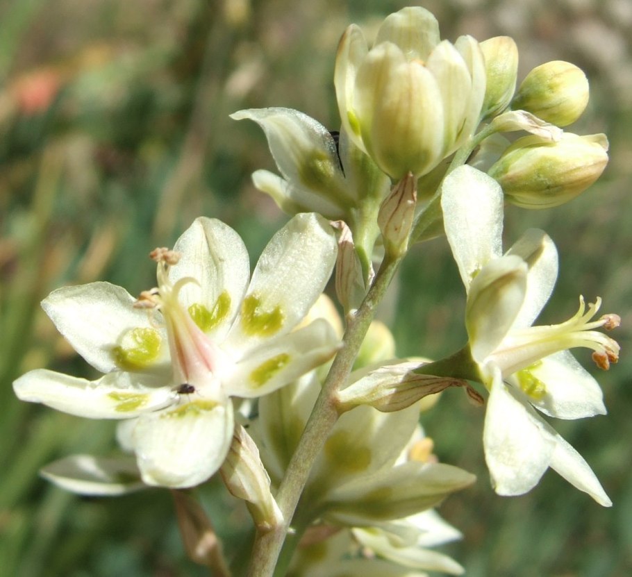 Helonias bullata