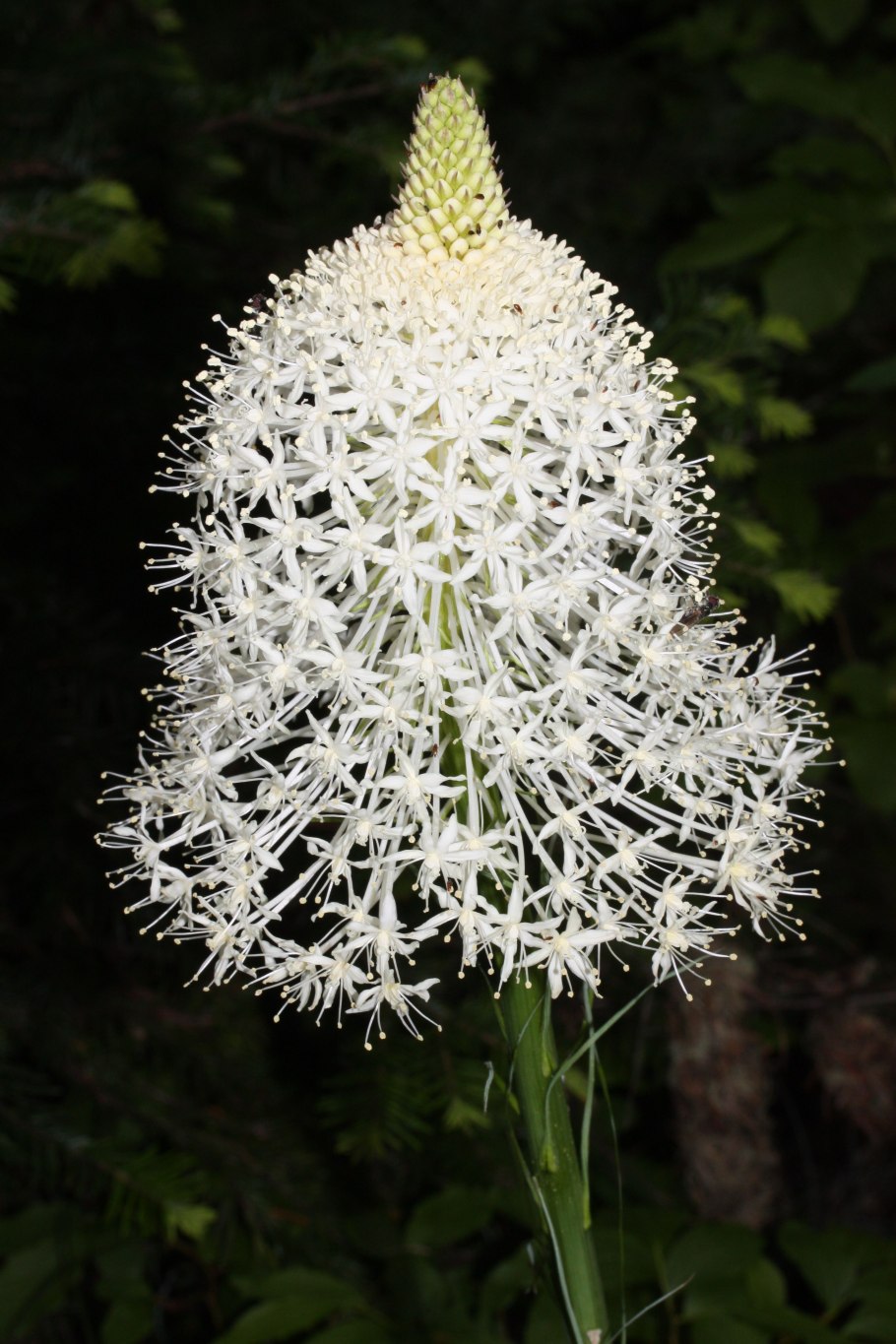 Helonias bullata