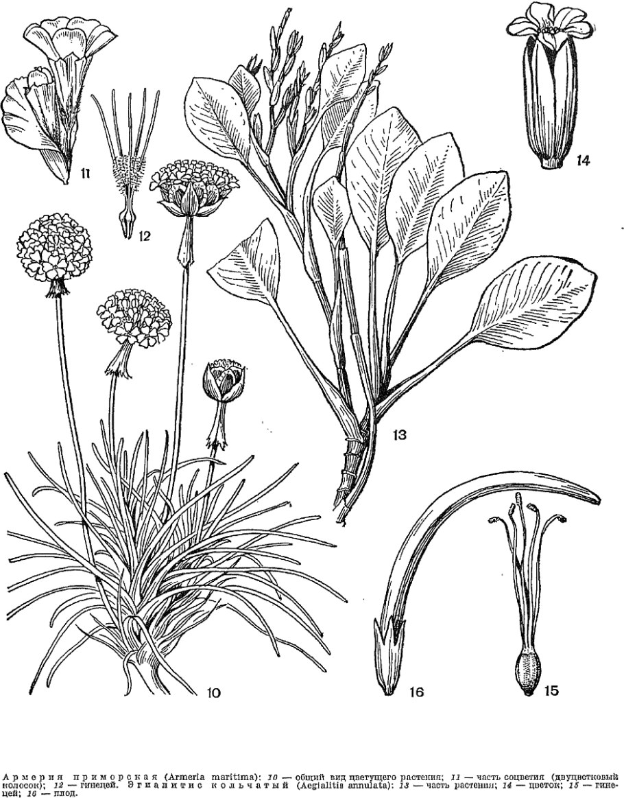 Helonias bullata
