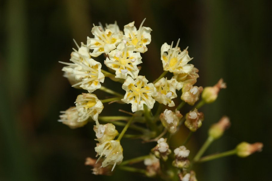 Cardamine nuttallii