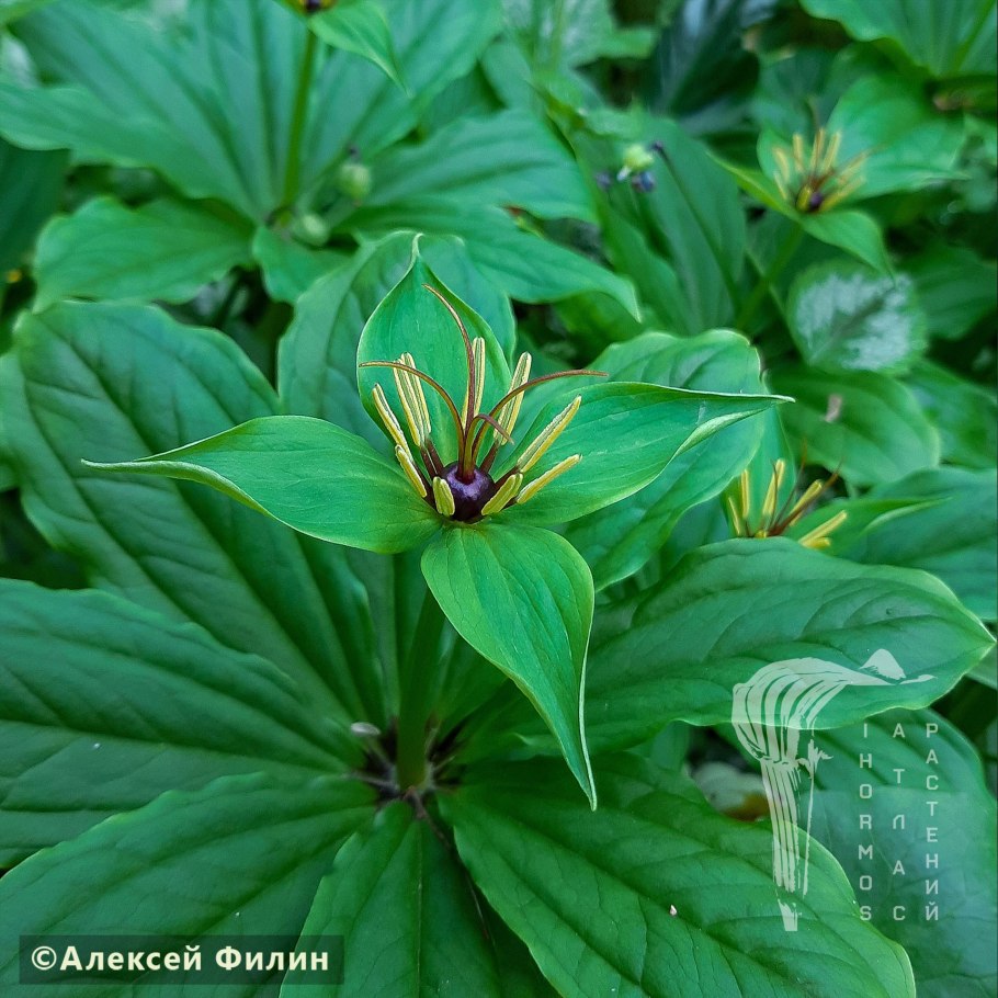 Даисва Daiswa многолистная polyphylla