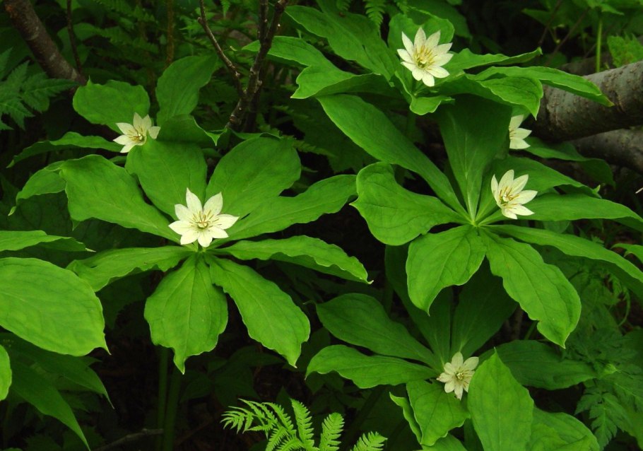 Helonias dioica