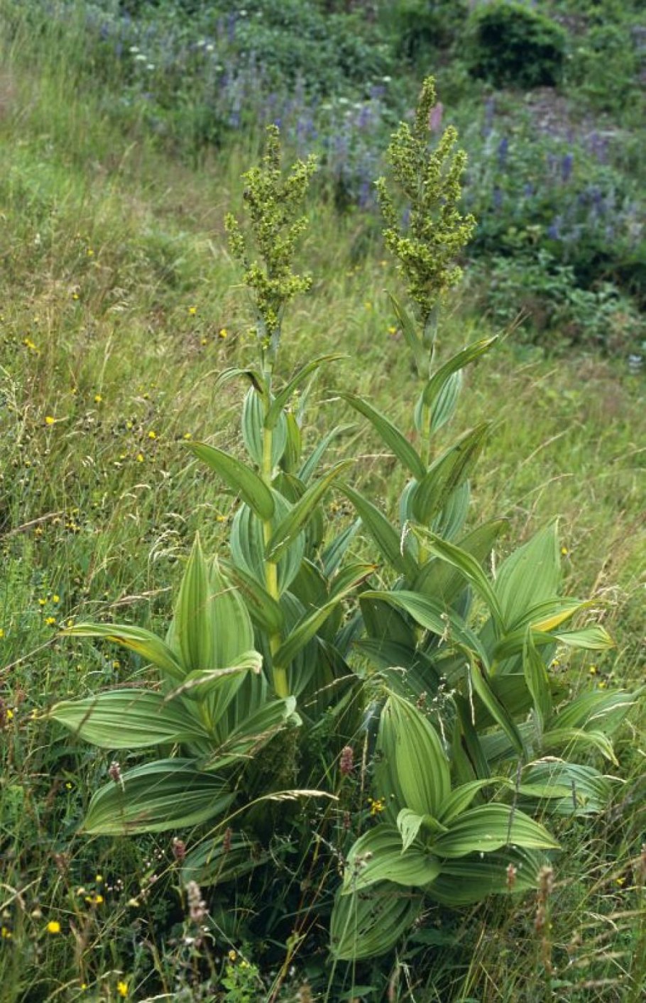 Veratrum nigrum Ботанический рисунок