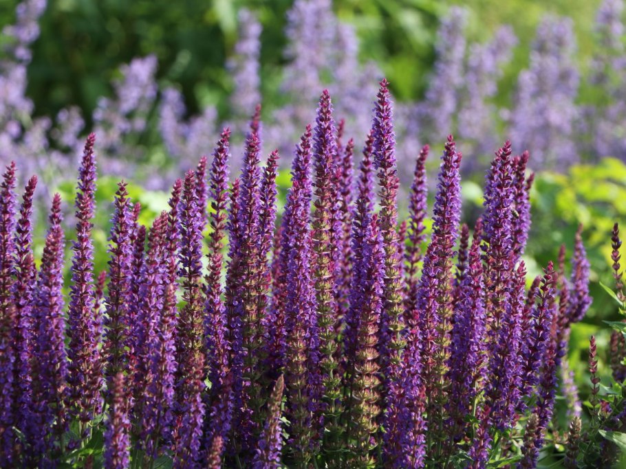 Шалфей Дубравный Negrito