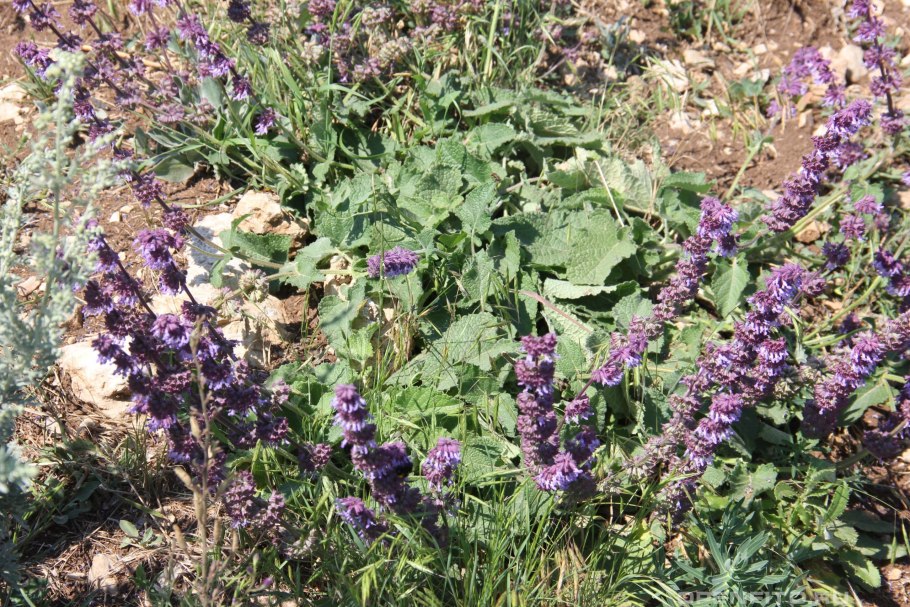 Шалфей Дубравный Ostfriesland