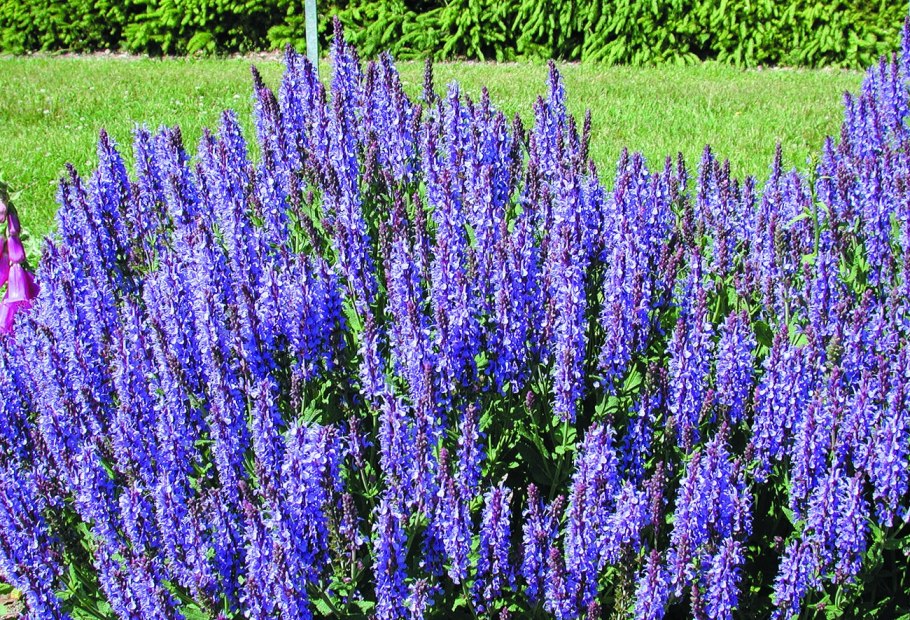 Шалфей Дубравный 'Caradonna'