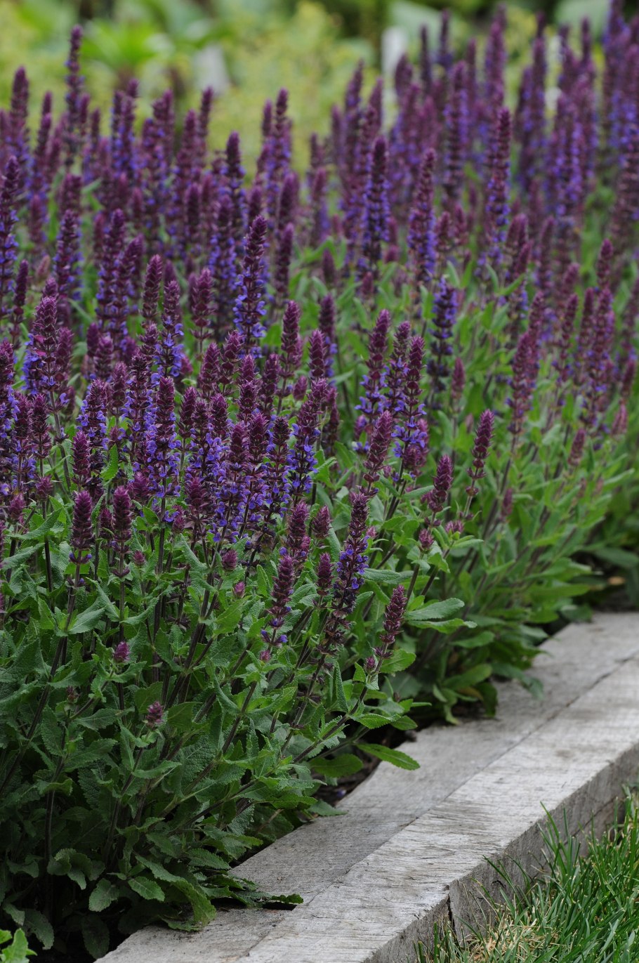 Шалфей Дубравный Роуз Квин