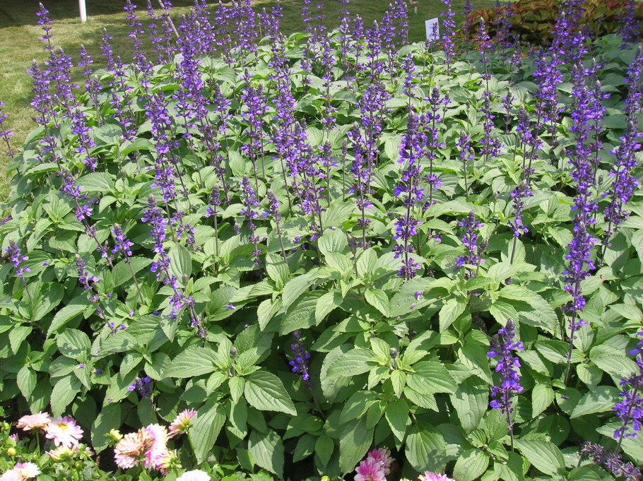 Шалфей Salvia Divinorum
