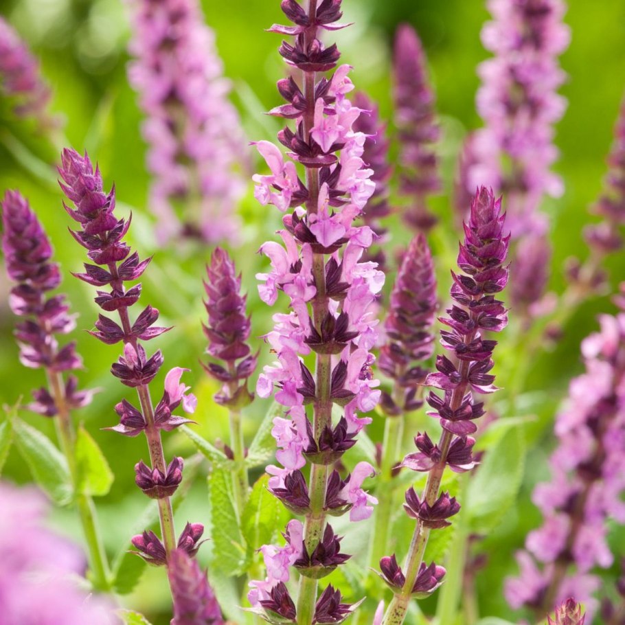 Шалфей Дубравный Маркус "Marcus"