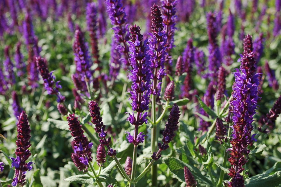 Гареджский шалфей