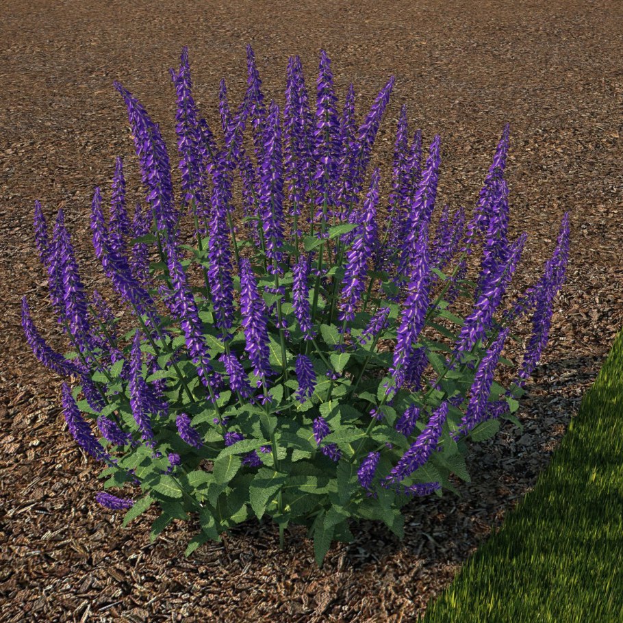 Шалфей Дмитрия