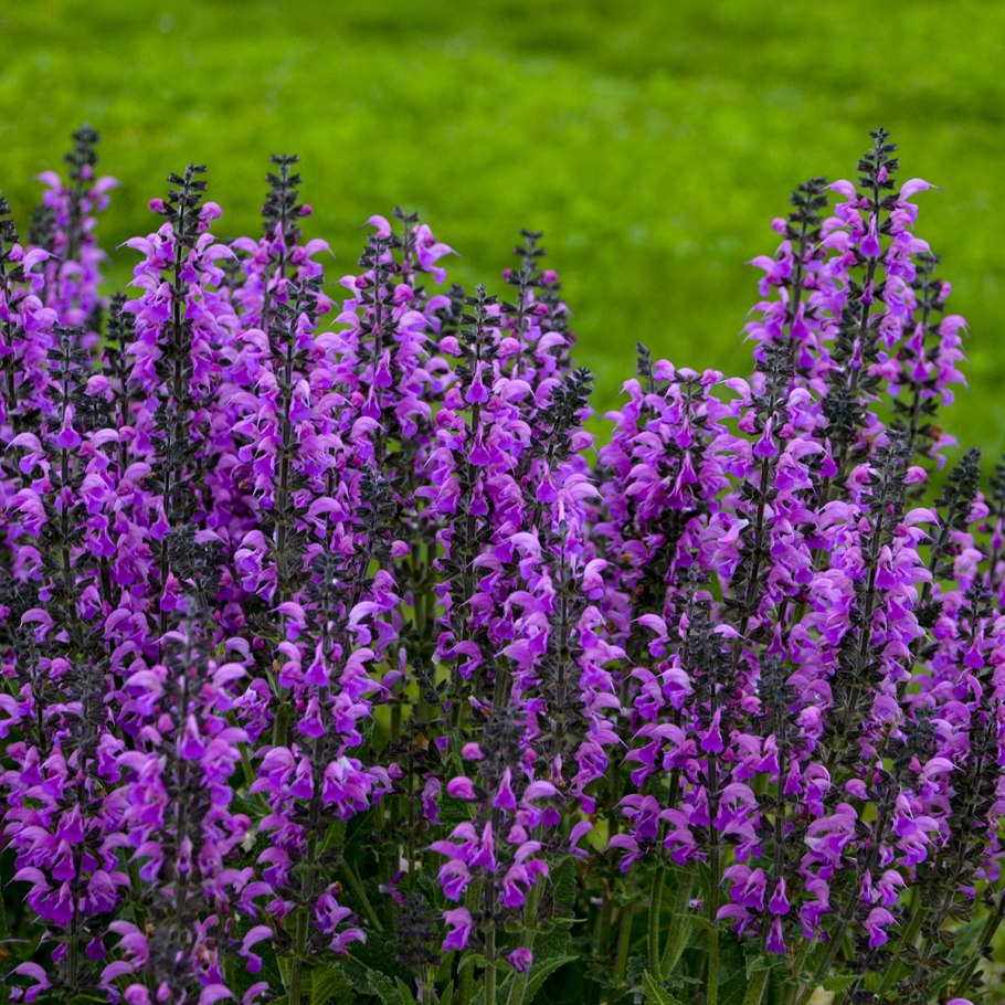 Шалфей Дубравный Остфрисланд