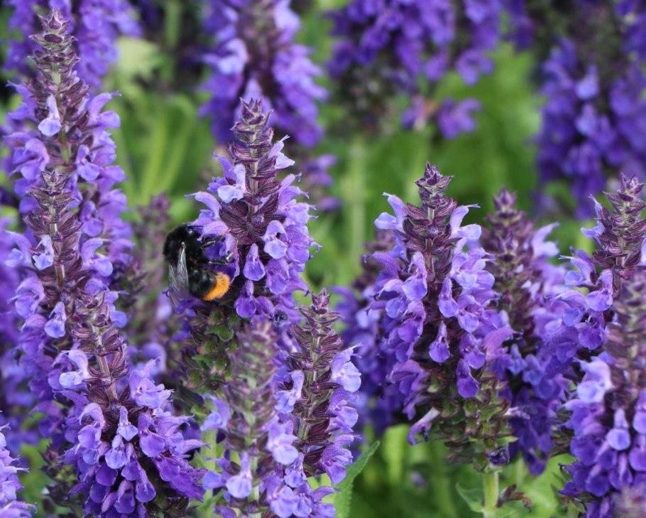 Шалфей Дубравный Блауконигин