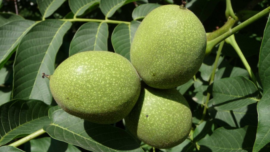 Орех грецкий (Juglans Regia)