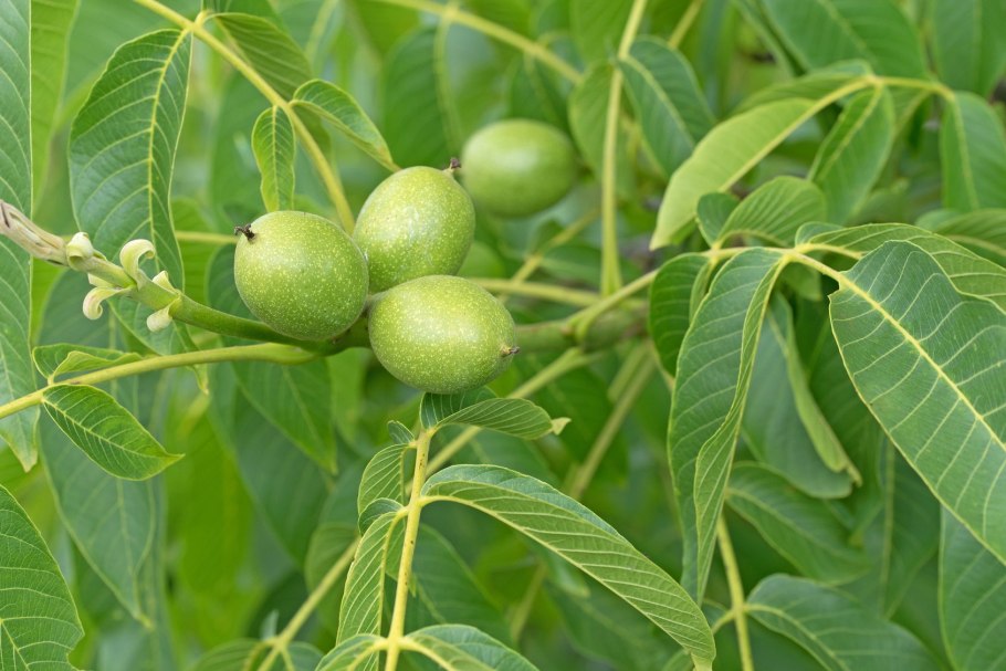 Juglans nigra ареал