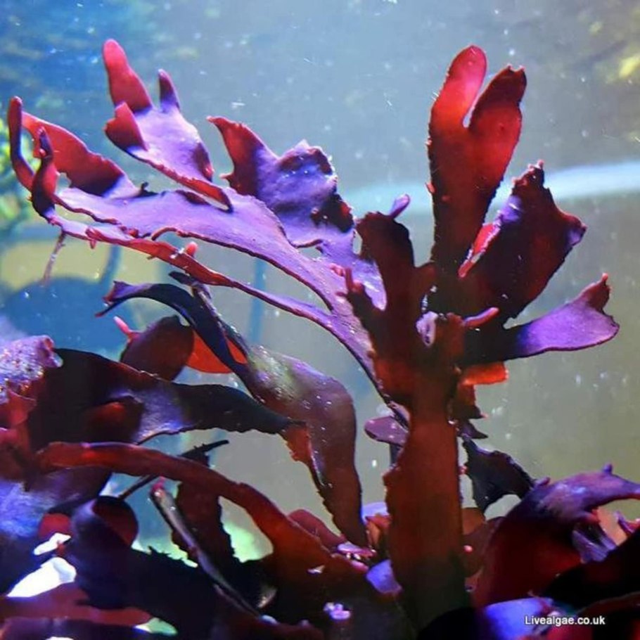 Роголистник, Валлиснерия, Элодея,