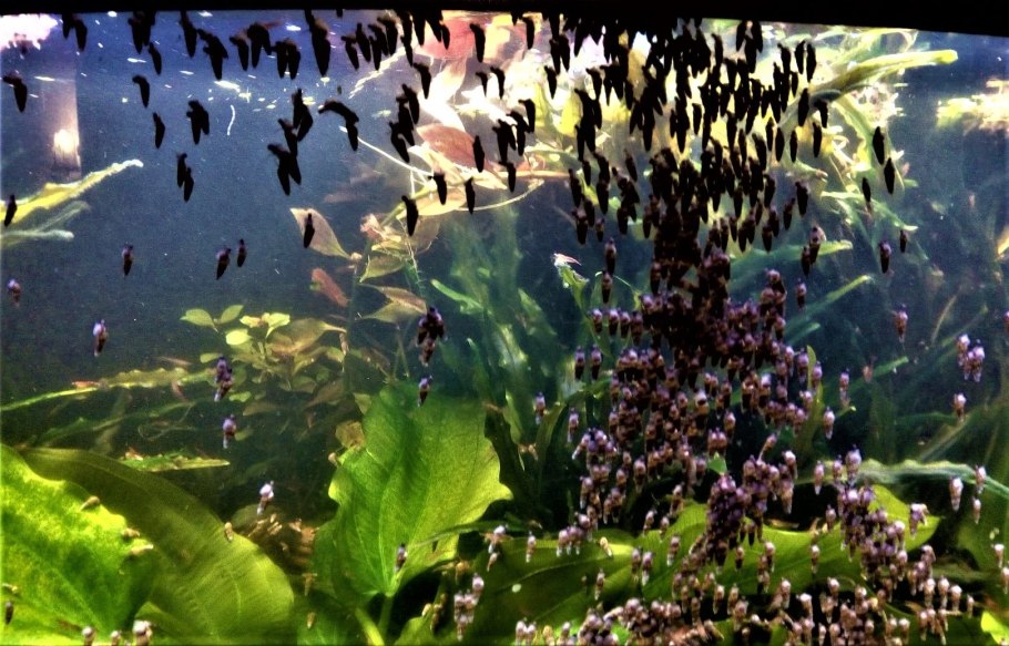 Аквариумные водоросли живые