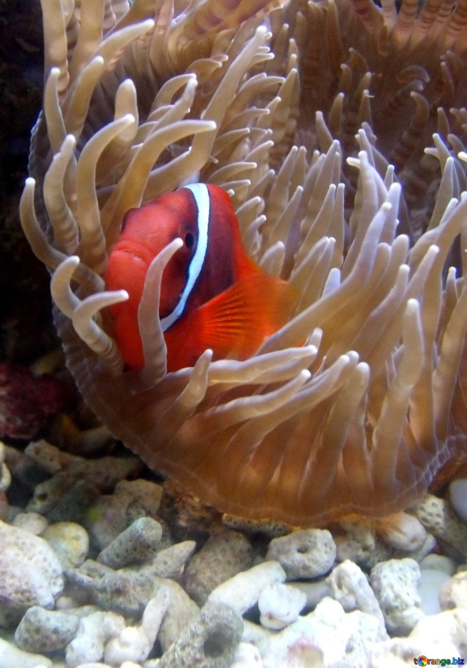 Рыбы которые обитают в море