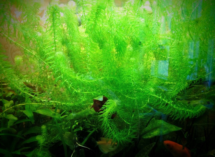 Лагаросифон большой