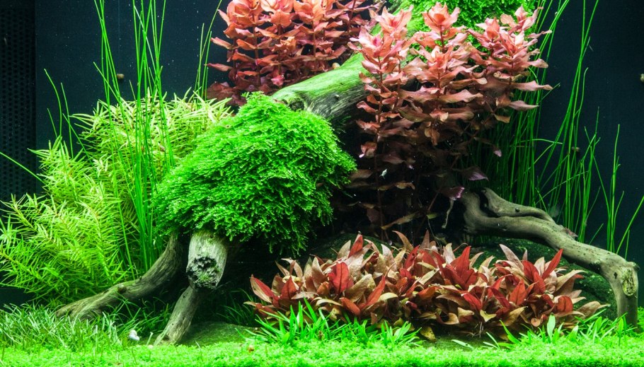 Альтернантера рейнека мини