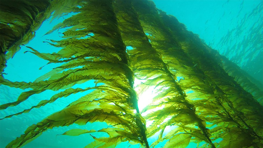 Kelp kino