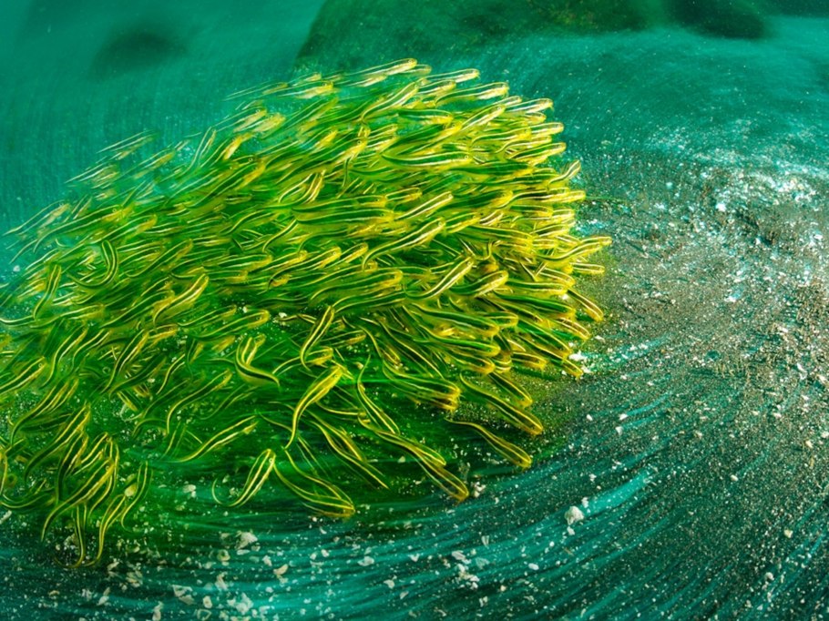 Валлиснерия и Криптокорина