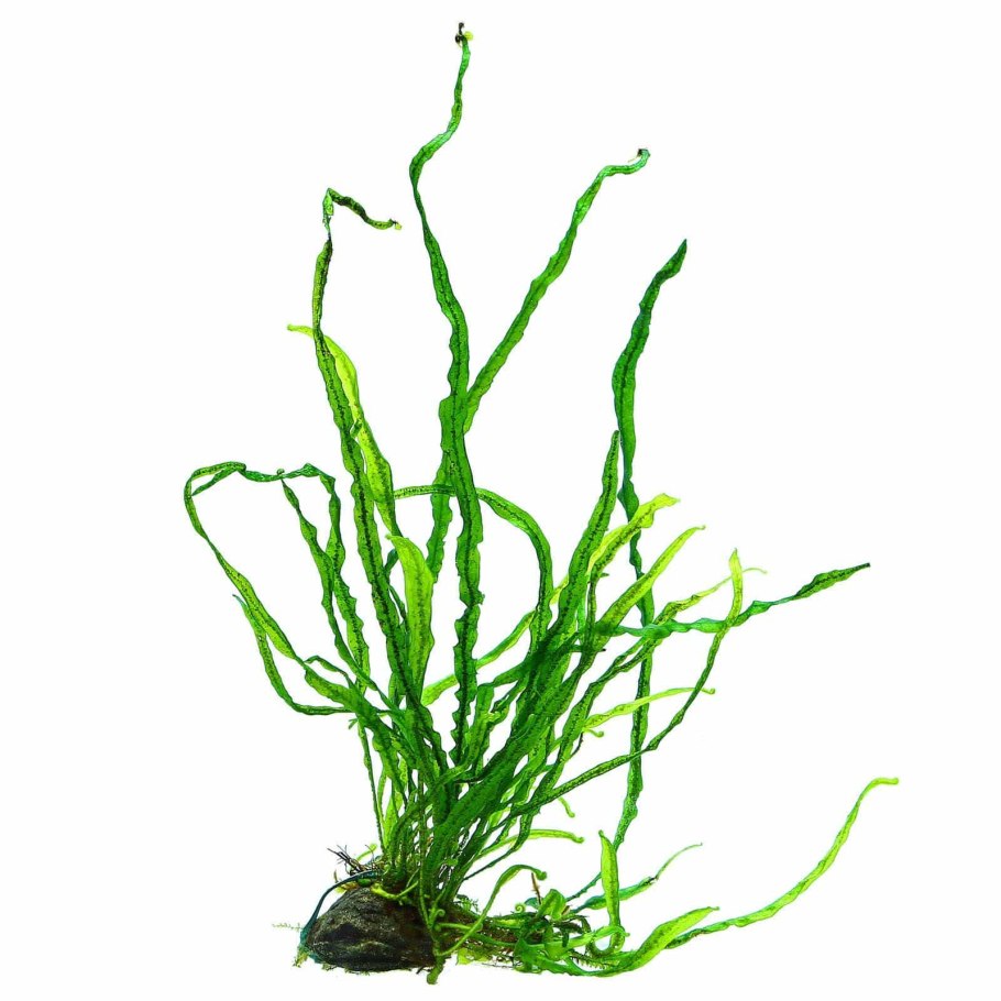 Кабомба Каролинская аквариумное