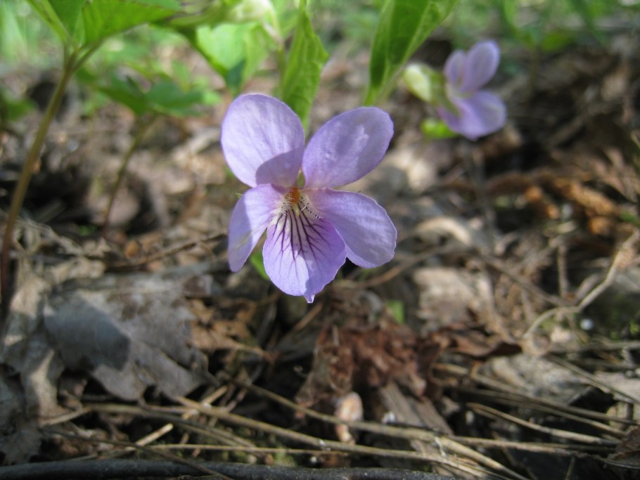Viola Mirabilis