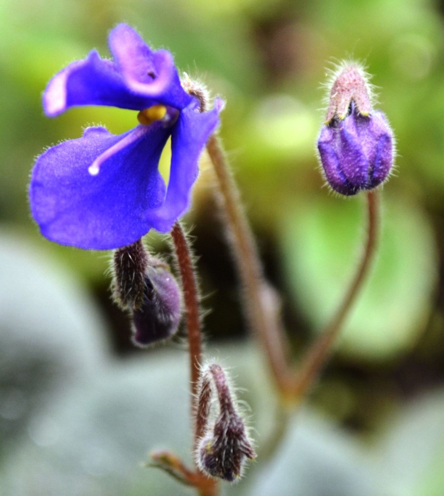 Viola Mirabilis клейстогамные* цветки