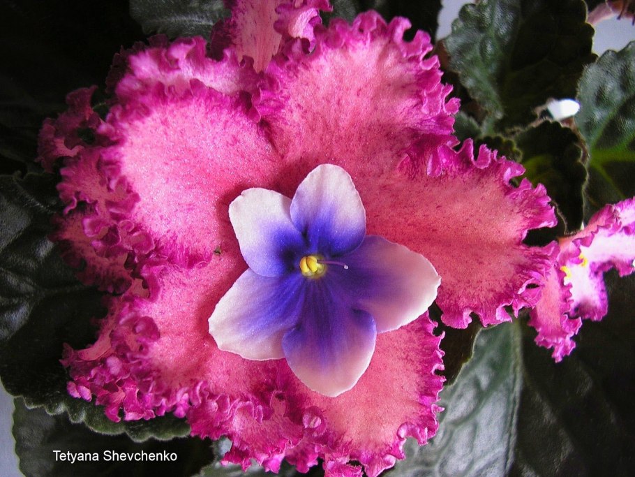 Фиалка Humako Purple cloud