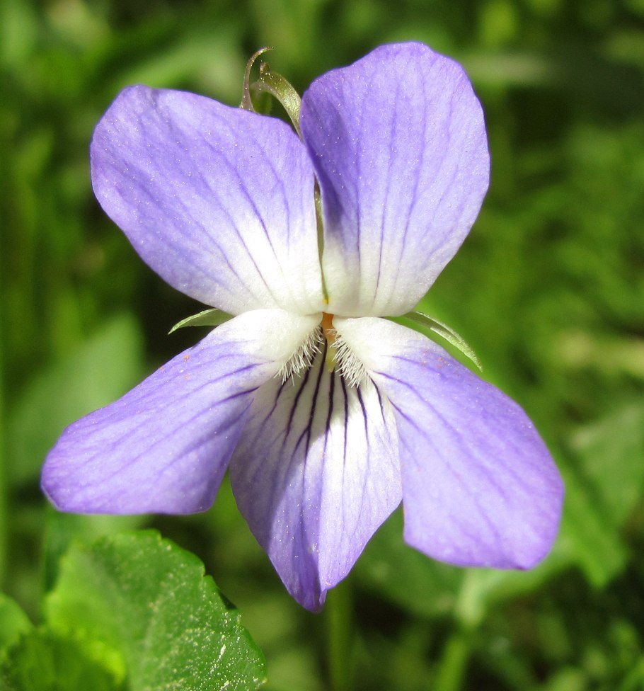 Фиалка удивительная Viola Mirabilis