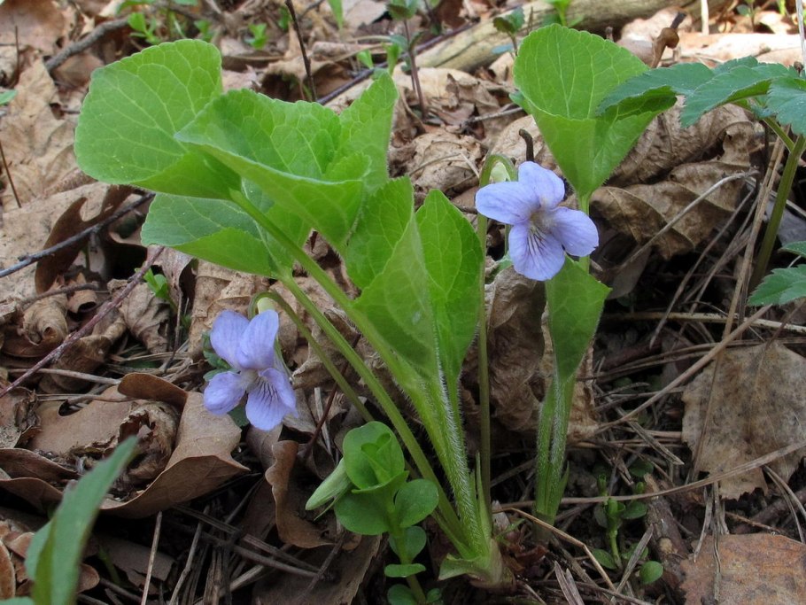 Листья фиалки (Viola SPP., Violaceae