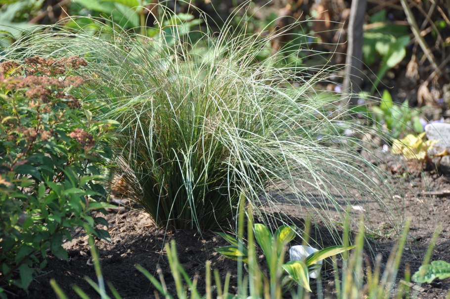 Осока струнокоренная