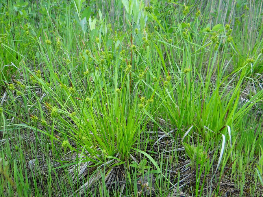 Осока Гартмана