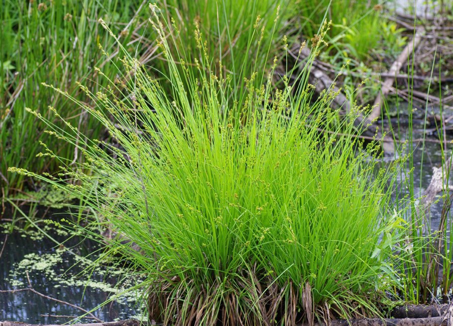 Осока гладконосая (Carex leiorhyncha)
