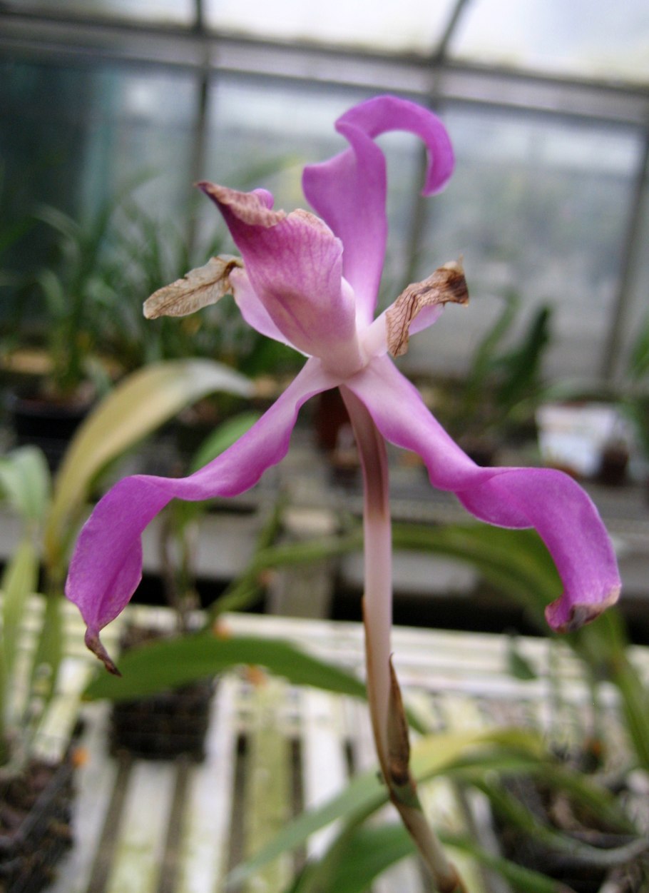 Лаэлия Орхидея