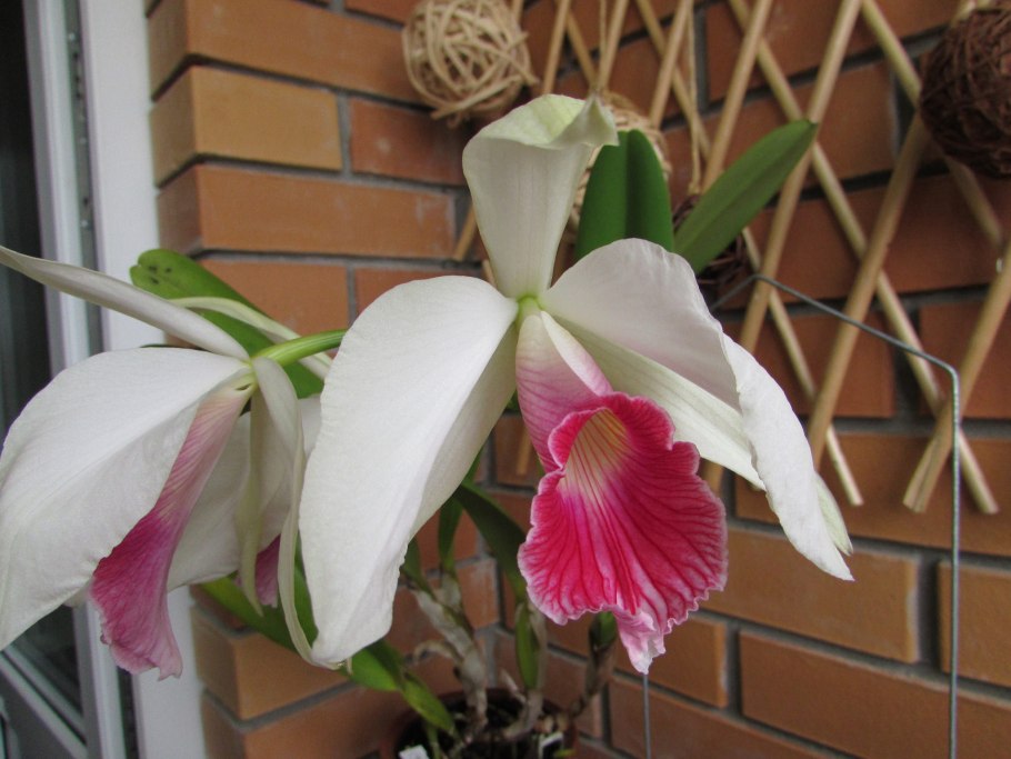 C. schilleriana v. Semi-Alba 'Queen Emeraldas'