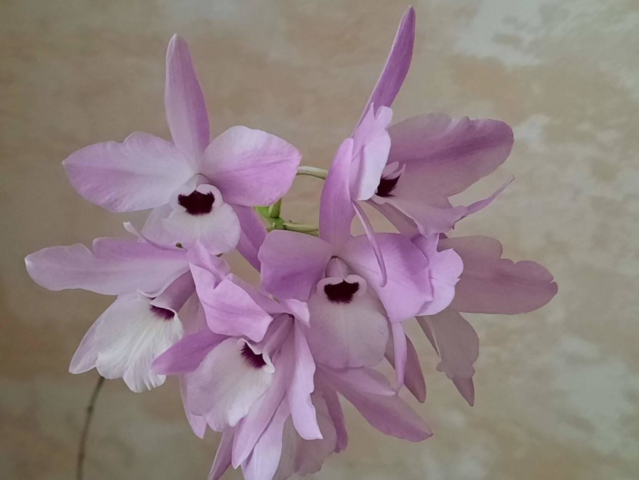 Laelia Aurea