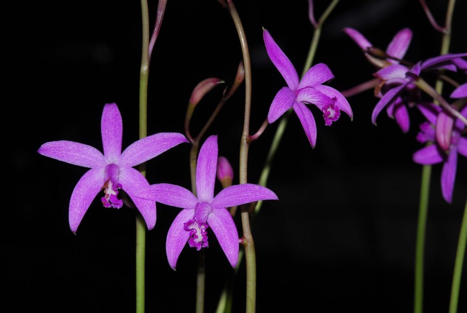 Laelia purpurata