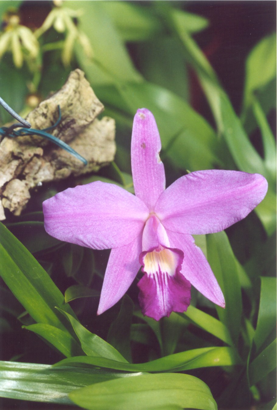 Laelia rubescens x Brassavola negrilensis