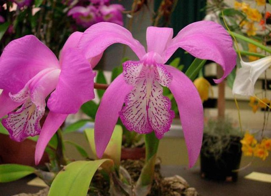 Laelia speciosa