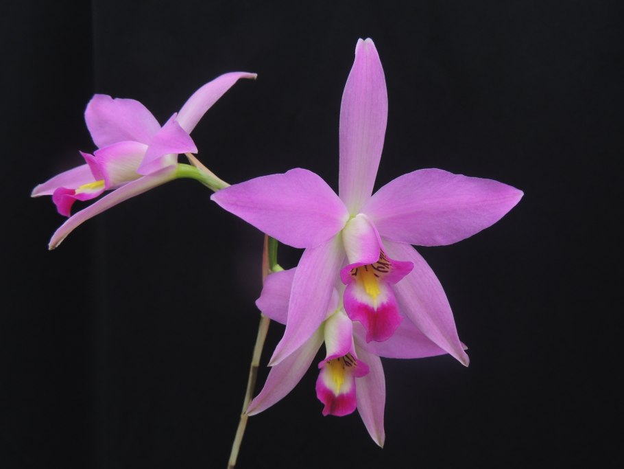 Каттлея Laelia sincorana