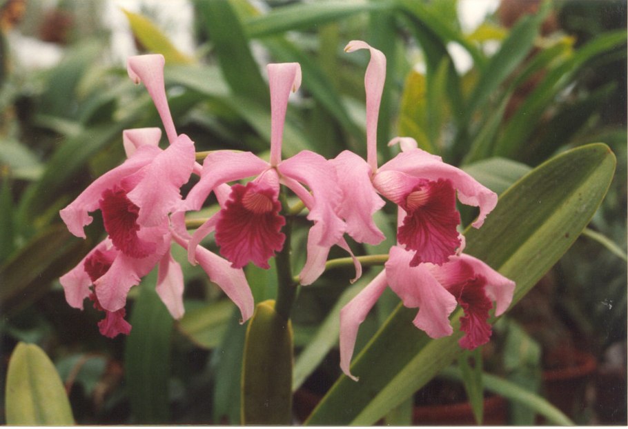 Laelia purpurata