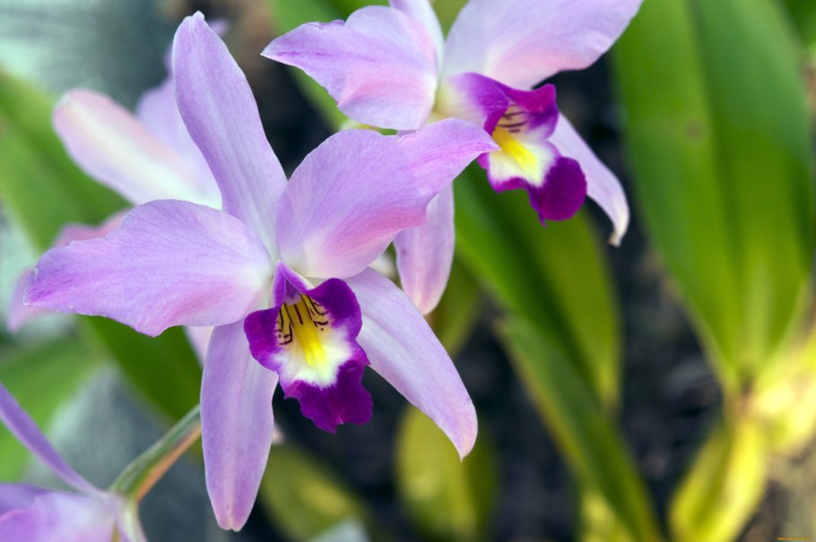 Орхидея Laelia Reginae