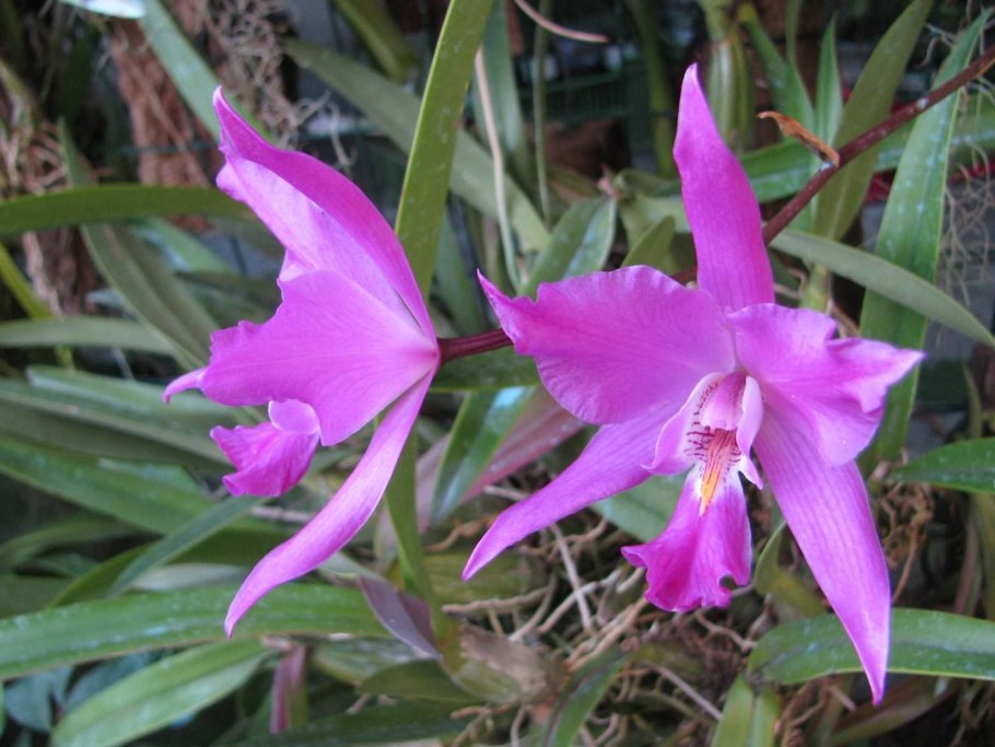 Cattleya Massiliensis Purple