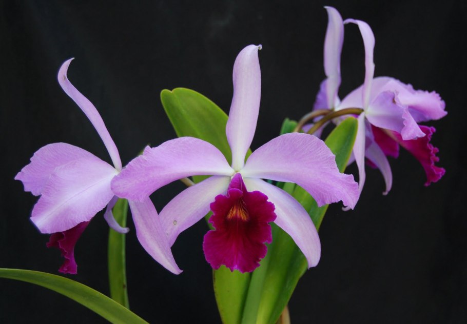 Laelia anceps x c. Nelly Tyler