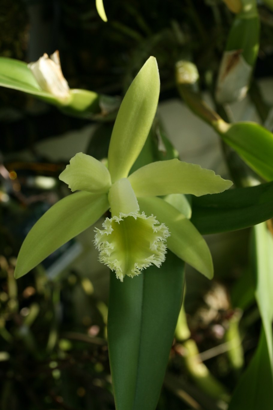 Каттлея luteola